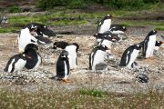 Foto: Tierra del Fuego. Gateway to the Icy Continent